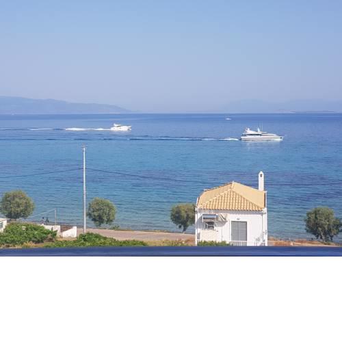 2 Ambelia paradise