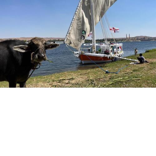 3or 2 or 1night Felucca tour from aswan to Luxor
