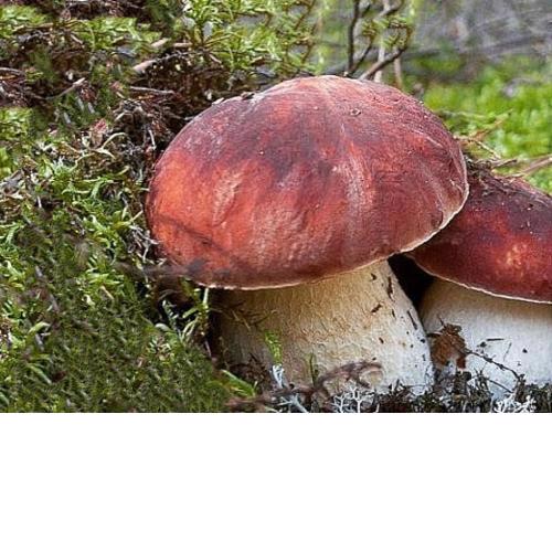 41-Toscana a casa Benetollo, Relax e Natura - CASA PRIVATA