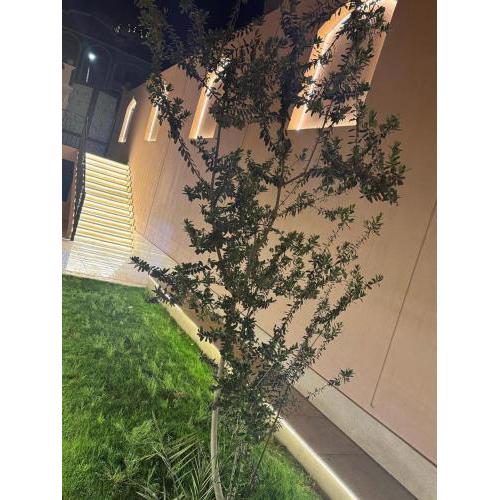 ترفيهية وفخامه