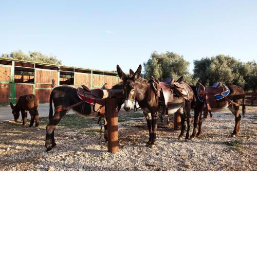 Agriturismo Agrimilo