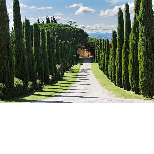 Al Gelso Bianco