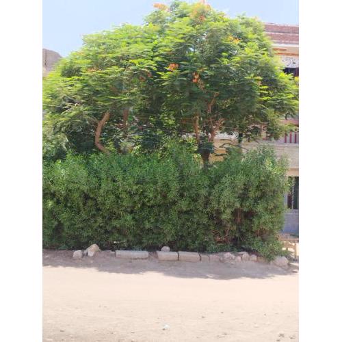 Al Saeed Family Hostel