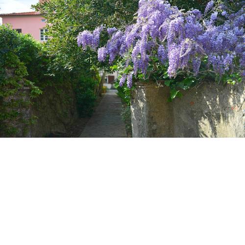 Alloro 1