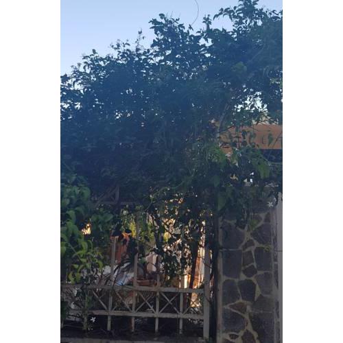Angelas House