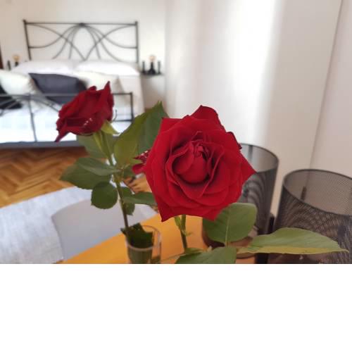 Apartman 15