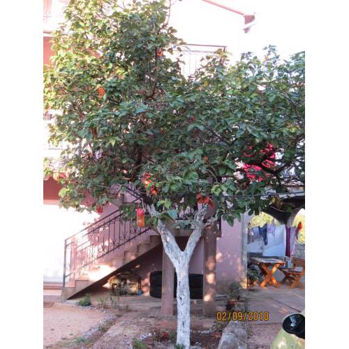 Apartmani “Dunja”