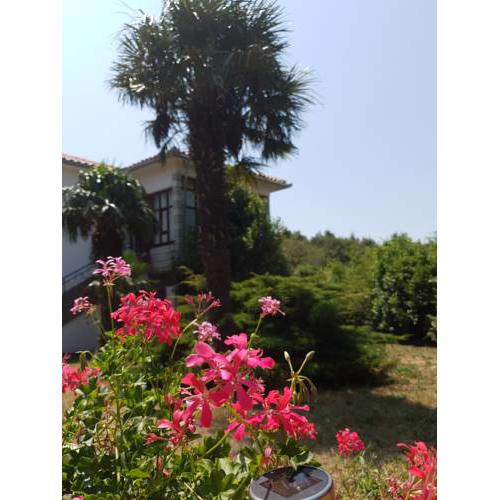 Apartmani Moris