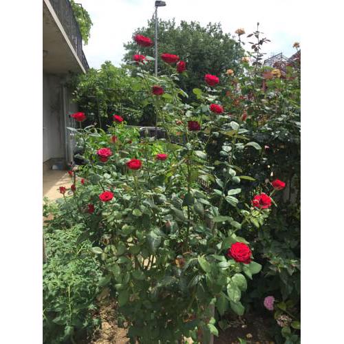 Apartment Red Rose
