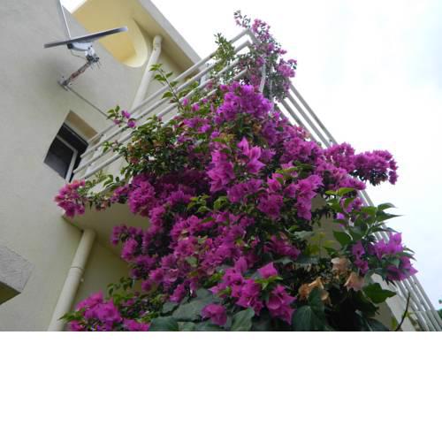 Apartments Mivalex