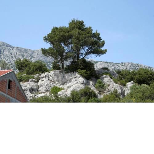 Apartments with a parking space Orebic (Peljesac) - 4564