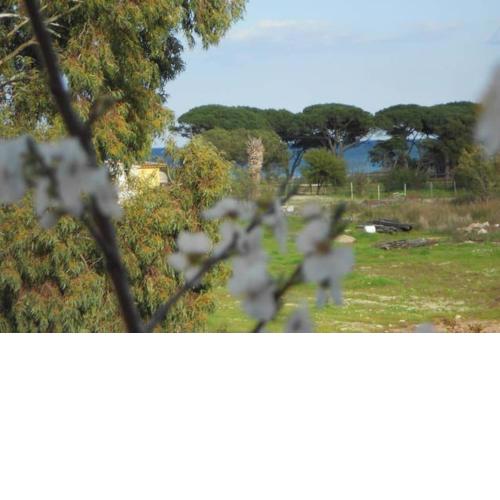 appartamento 260m dalla spiaggia BudoniAffitti