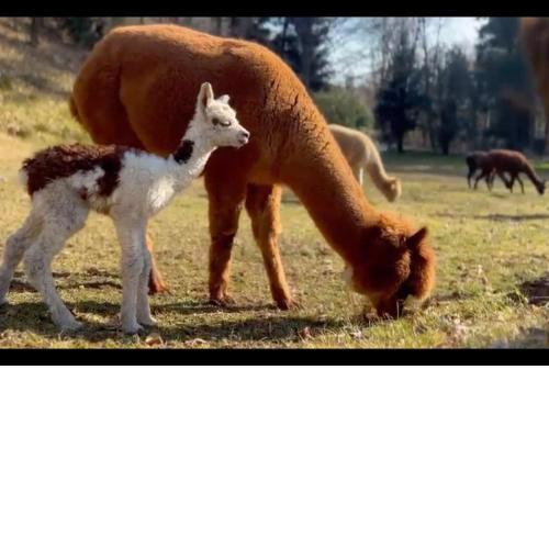 Appartamento Sorti Alpaca Farm