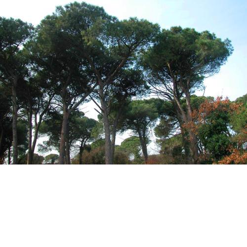 Ariston Vacanze