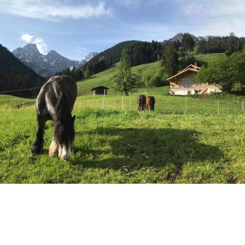 Au Pré des Chevaux