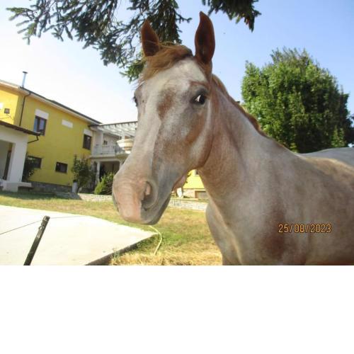 Avventura e Relax a Bagnasco 1