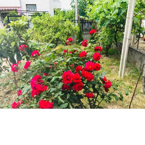 Baka Guest House