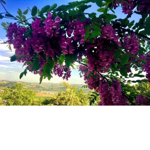 B&B Acacia Rosa