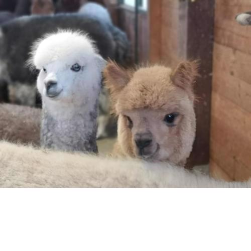 B&B Canossalpaca
