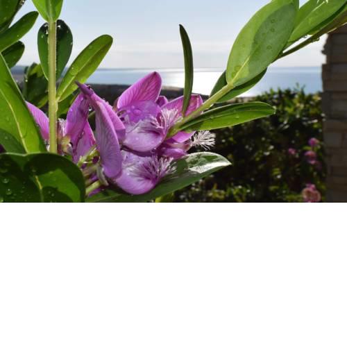 Beautiful Sea View House in Pissouri