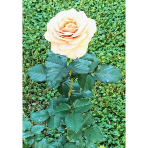 Bilocale Le Rose