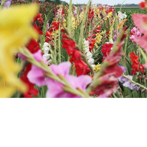 Blumenhof Floraswelten