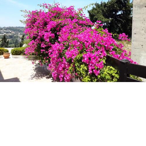 Bougainvilla