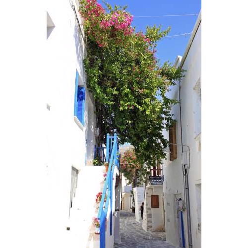 Bougainvillea House