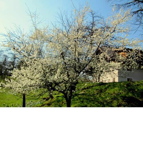 buchberghof