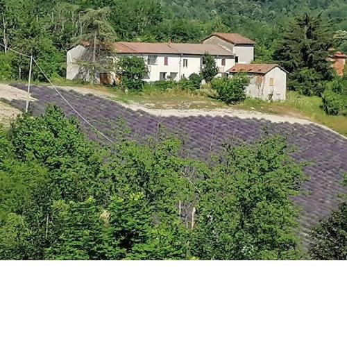 Cà Burghin