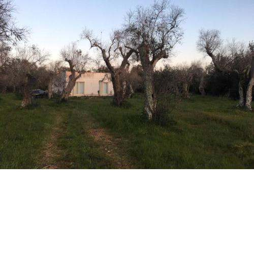 Ca’ dell’Agave-Le more-Villa immersa negli ulivi