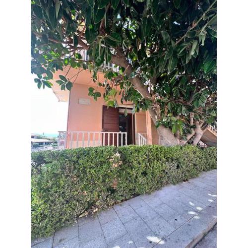 Camera Ficus