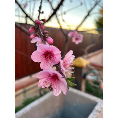 Casa con Giardino