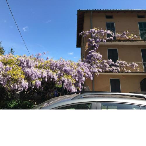 Casa glicine