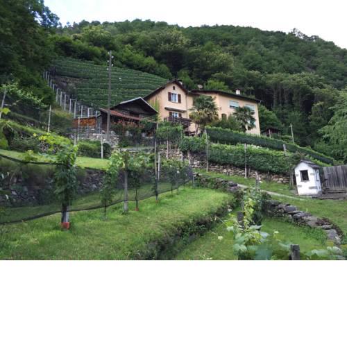 Casa immersa nel vigneto