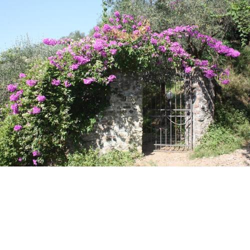 Casa indipendente immersa negli ulivi