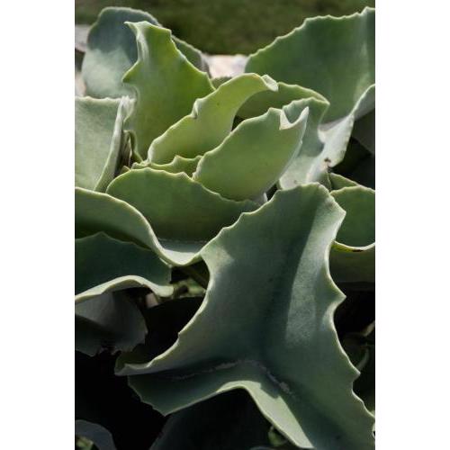 Casa ulivo Agave Favignana At My Place