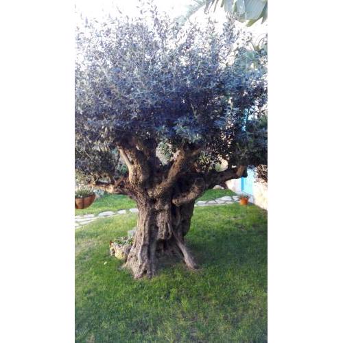 Casa Vacanze L'Ulivo di Ugo