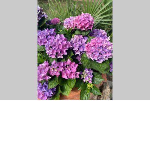 Casetta dei fiori