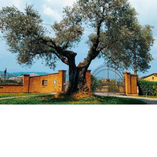 Casolare L'Antico Olivo