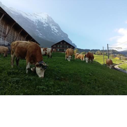 Chalet Bärgblick