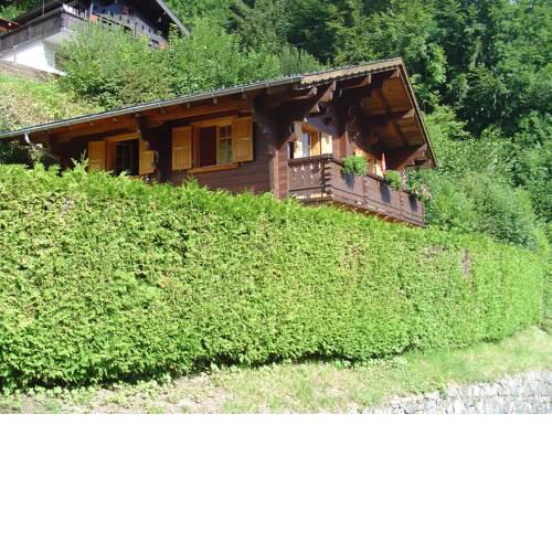 Chalet de charme Les Muguets Val d'Illiez