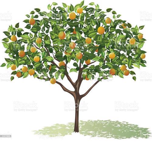 Citrus garden