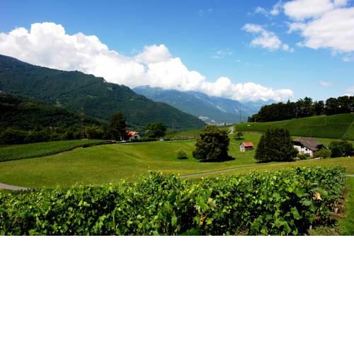 Clos des Caillettes
