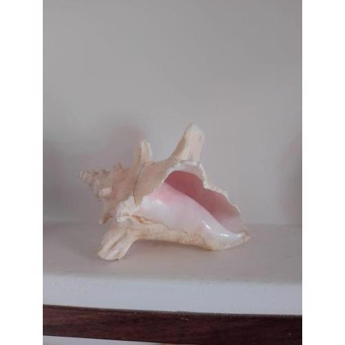 Conchiglia rosa