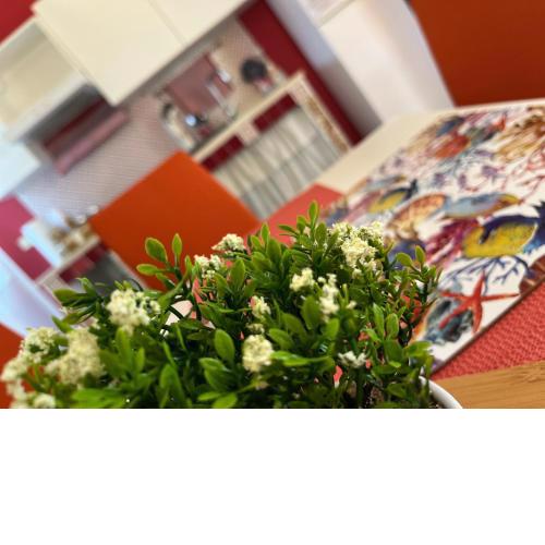 CORAL HOUSE short rentals affitti brevi