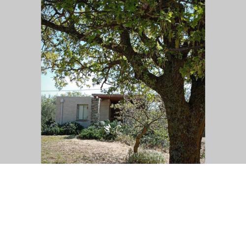 Cottage amidst vines and Oak Trees