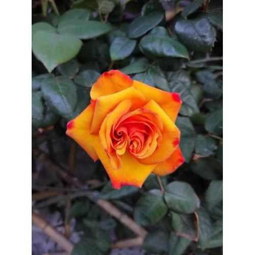 COTTAGE ROSE