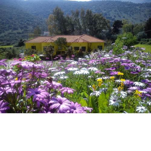 Countryside Studios