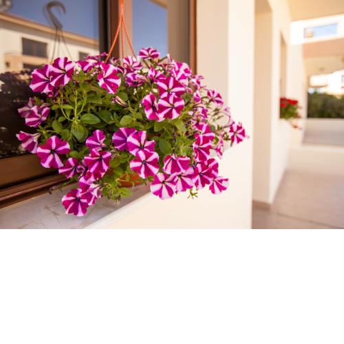 Dafni villa 19